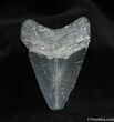 Bone Valley Megalodon Tooth #527-2